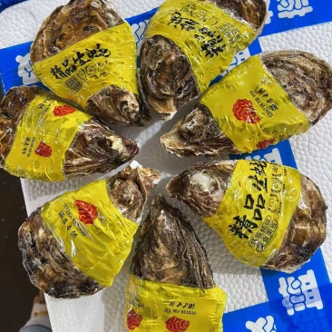 精品生蚝，牡蛎
