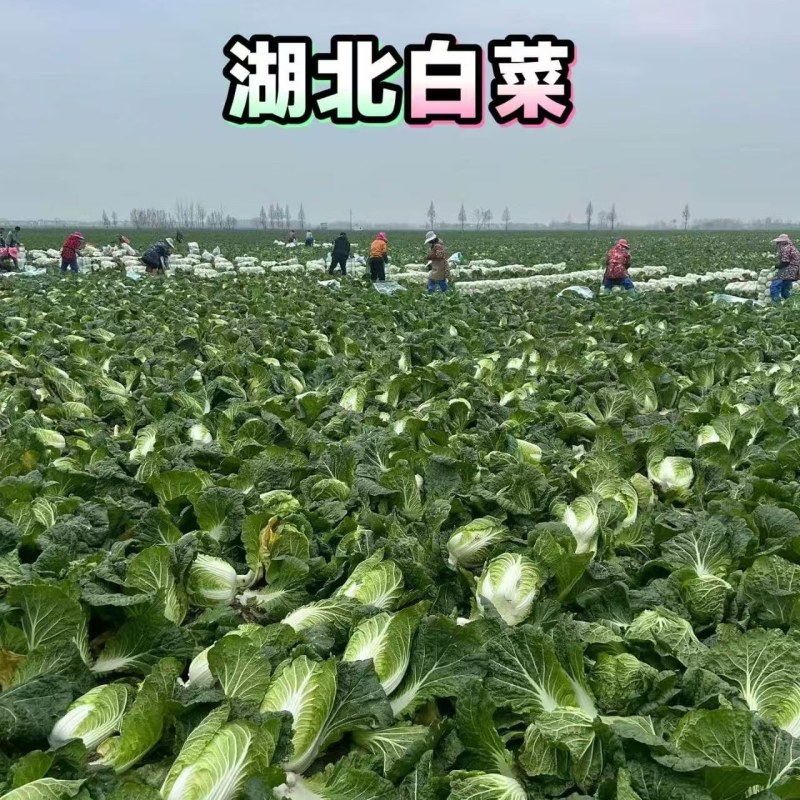 湖北大白菜，钟祥黄心白菜大量现货，黄心白莱，菜品干净