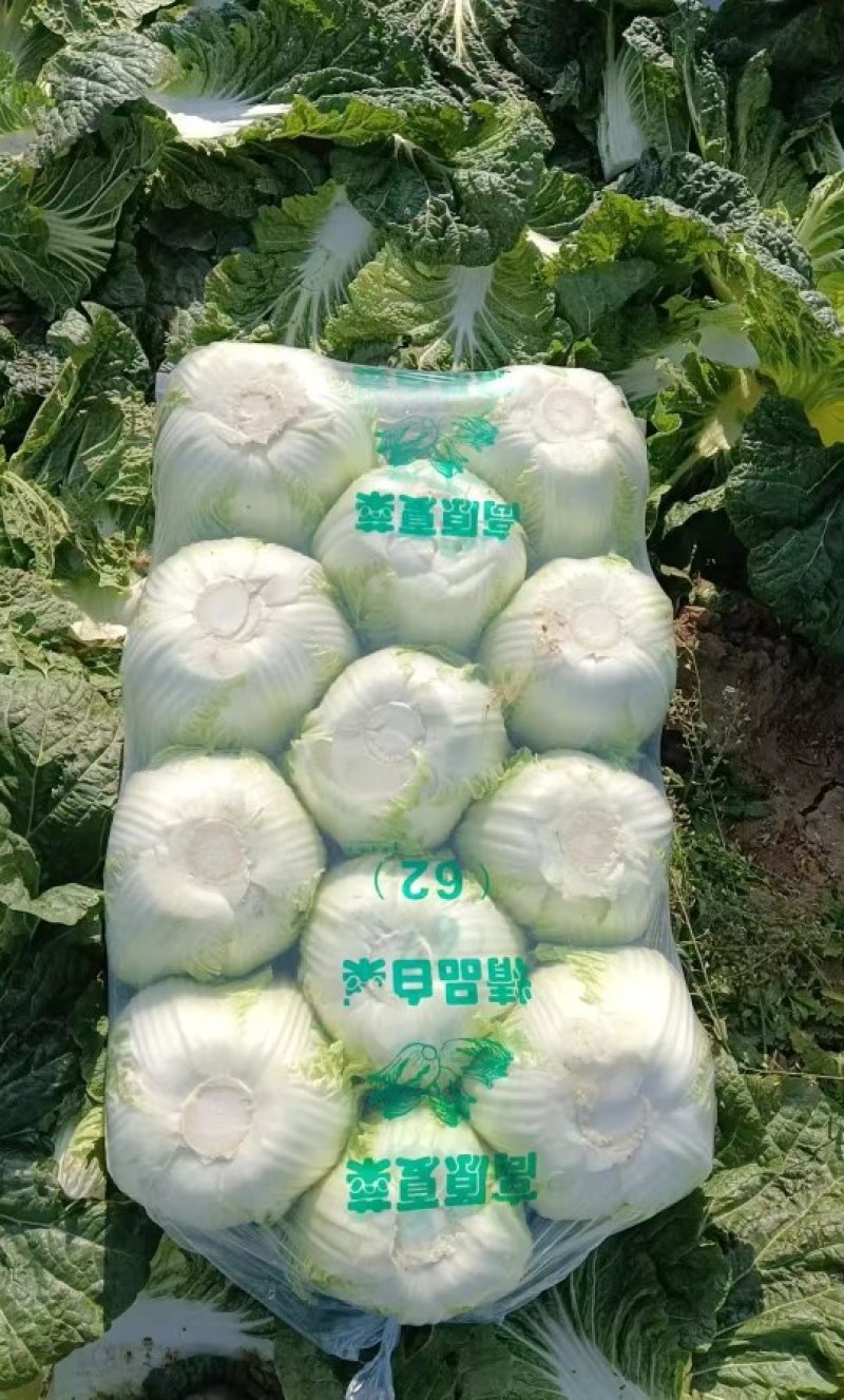 湖北大白菜，钟祥黄心白菜大量现货，黄心白莱，菜品干净