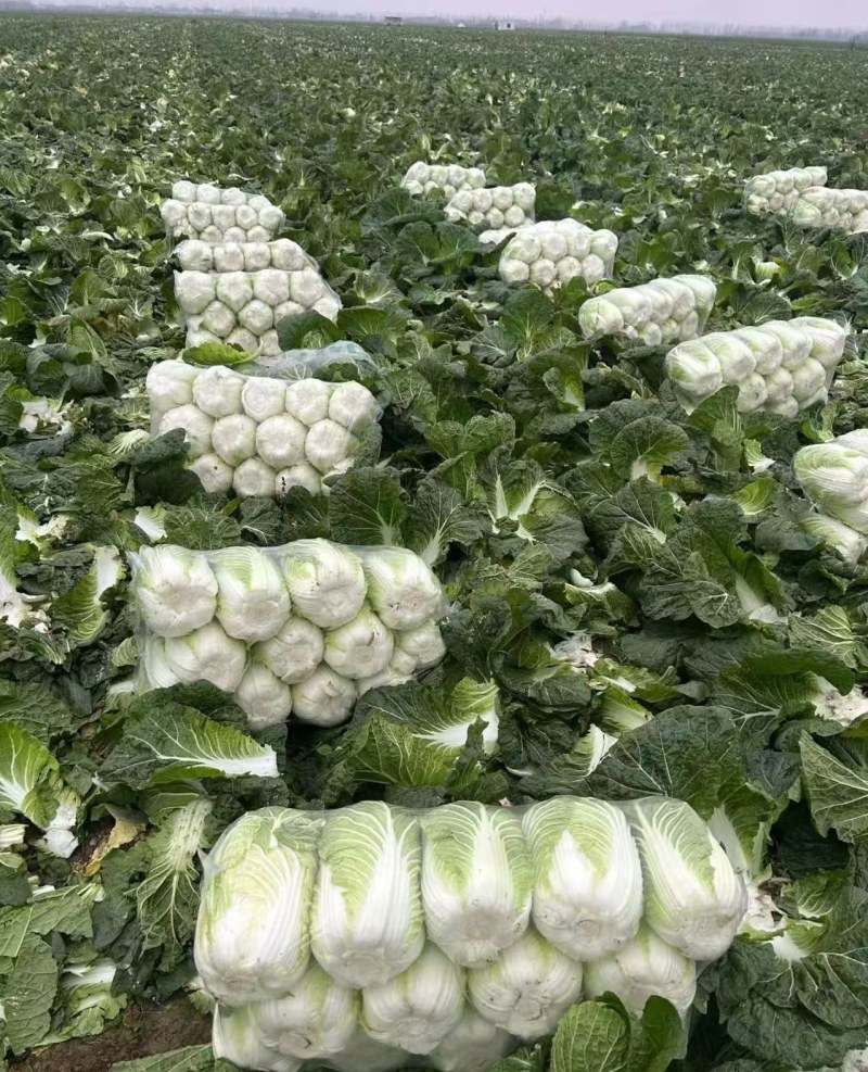 湖北大白菜，钟祥黄心白菜大量现货，黄心白莱，菜品干净