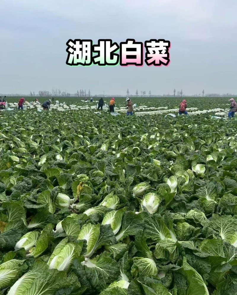 湖北大白菜，钟祥黄心白菜大量现货，黄心白莱，菜品干净