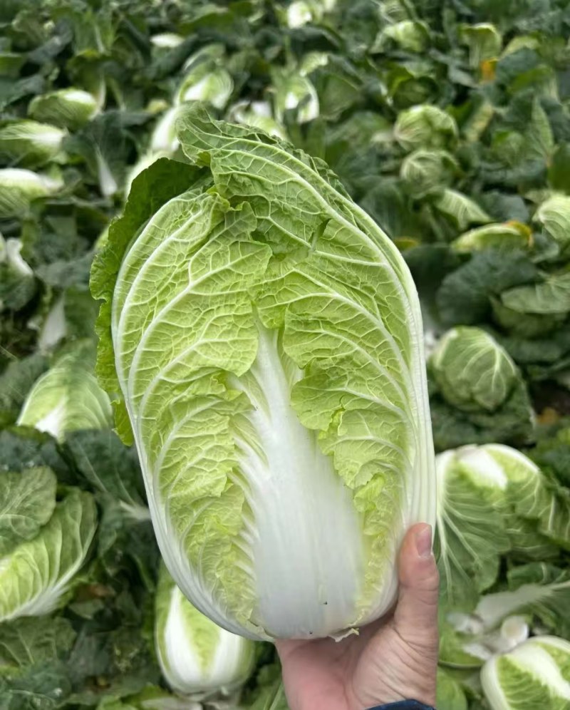 湖北大白菜，钟祥黄心白菜大量现货，黄心白莱，菜品干净