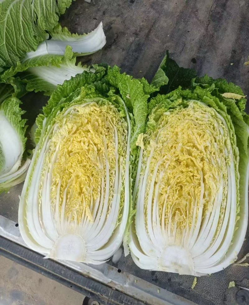 湖北大白菜，钟祥黄心白菜大量现货，黄心白莱，菜品干净