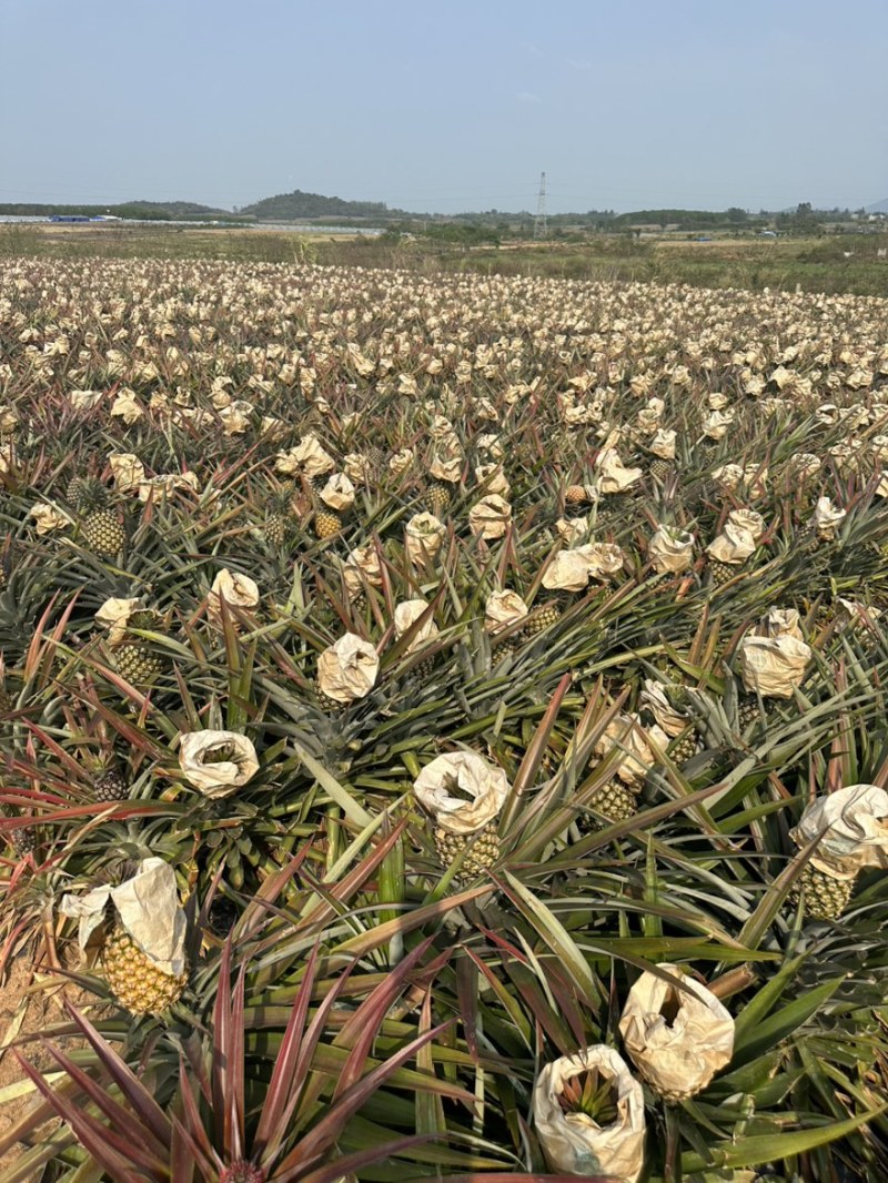 海南金钻17号凤梨一件代发，海南原产地直发
