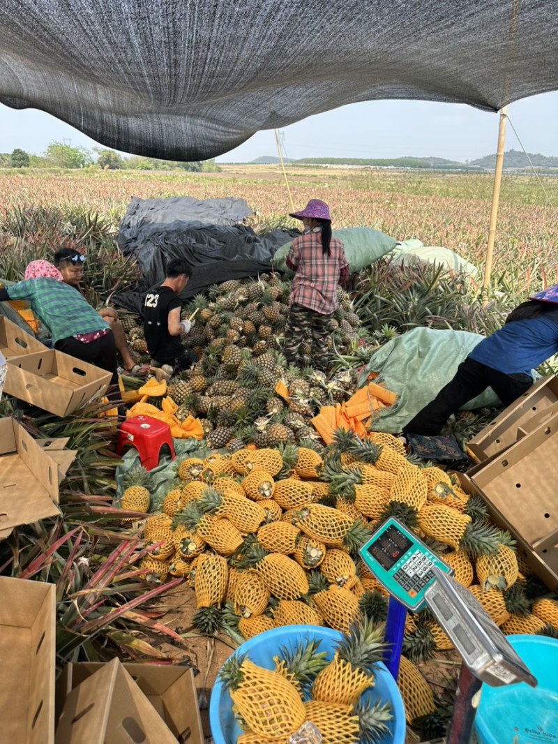 海南金钻17号凤梨一件代发，海南原产地直发