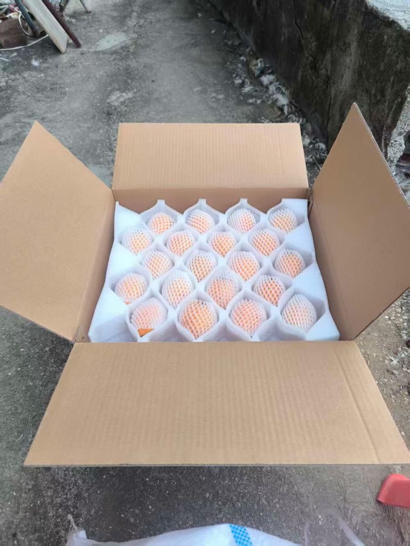 莆田早钟六号枇杷