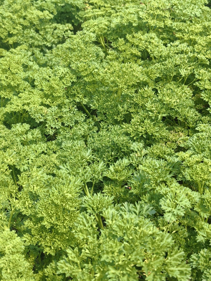 欧芹