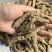 巴戟天巴戟肉抽筋无硫只卖好货品质保证价格实惠