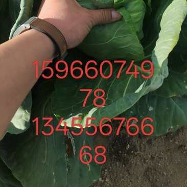 甘蓝白菜有货