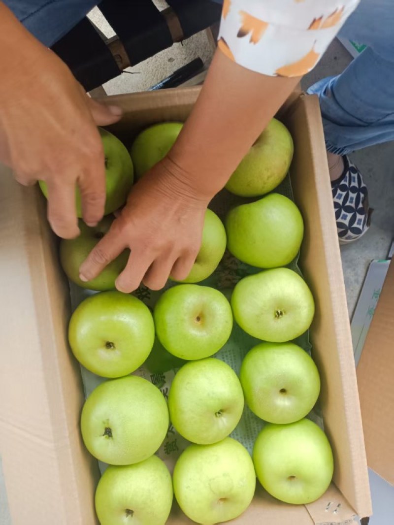 湖北正宗翠冠梨，脆甜可口品质保证，肉厚汁多全国供应