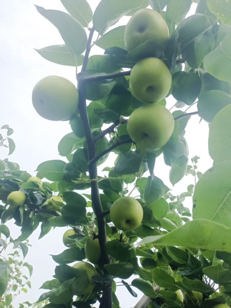 湖北正宗翠冠梨，脆甜可口品质保证，肉厚汁多全国供应