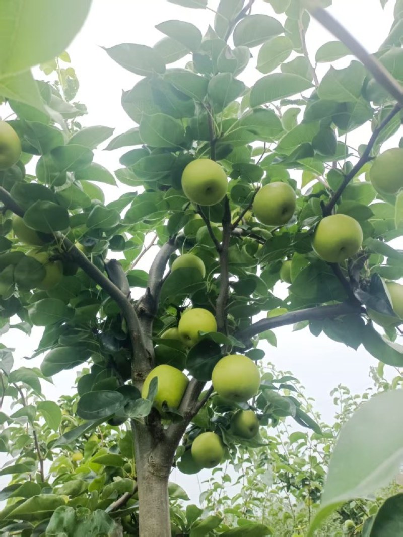湖北正宗翠冠梨，脆甜可口品质保证，肉厚汁多全国供应