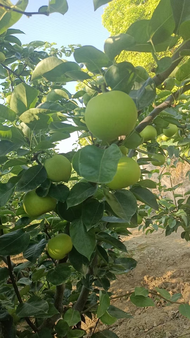 湖北正宗翠冠梨，脆甜可口品质保证，肉厚汁多全国供应