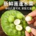 海南新鲜水果莲蓬，基地直供全国各地发货莲蓬莲子