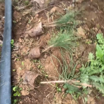 营养袋油松