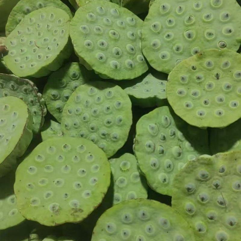 海南新鲜水果莲蓬，基地直供全国各地发货莲蓬莲子