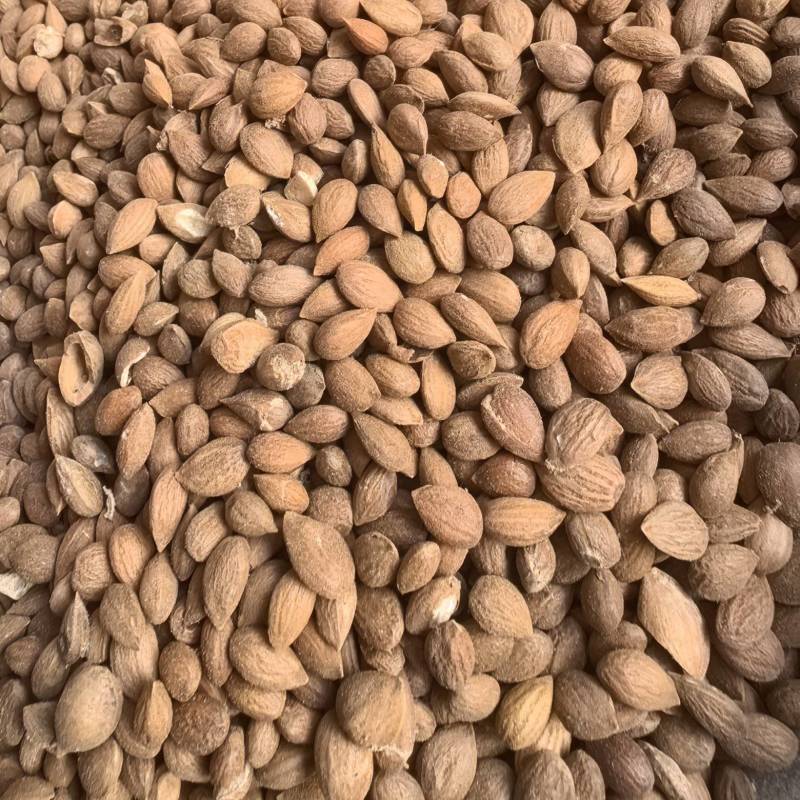 郁李仁选货饱满颜色好无壳无杂质品质保证价格实惠