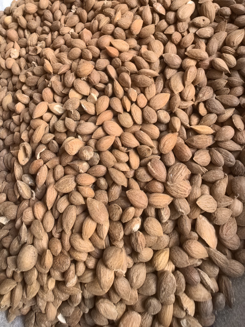 郁李仁选货饱满颜色好无壳无杂质品质保证价格实惠
