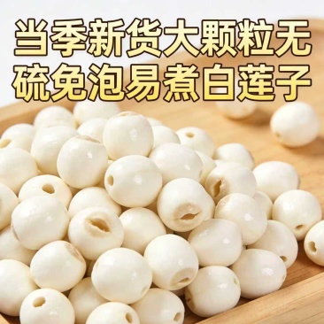 新鲜白莲，去心鲜白莲了基地直供商超专用，电商平台拿货