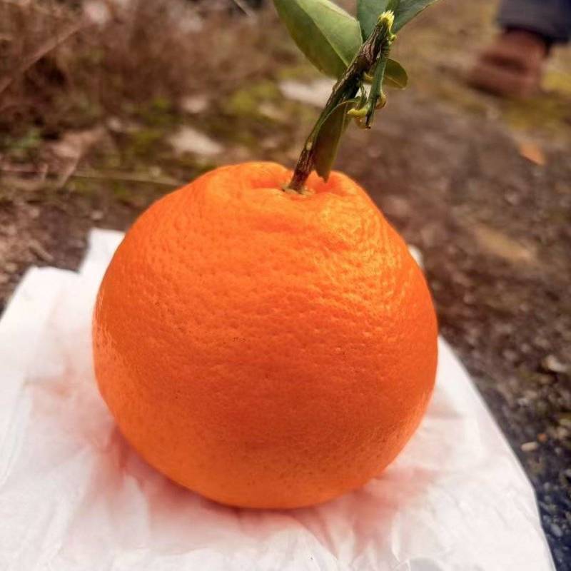 春见耙耙柑