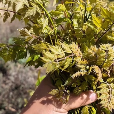 木兰头芽