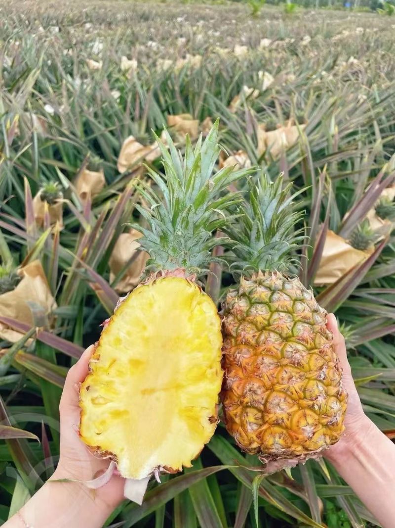 （菠萝凤梨）徐闻产地，对接电商，全网一件代