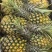 （菠萝凤梨）徐闻产地，对接电商，全网一件代
