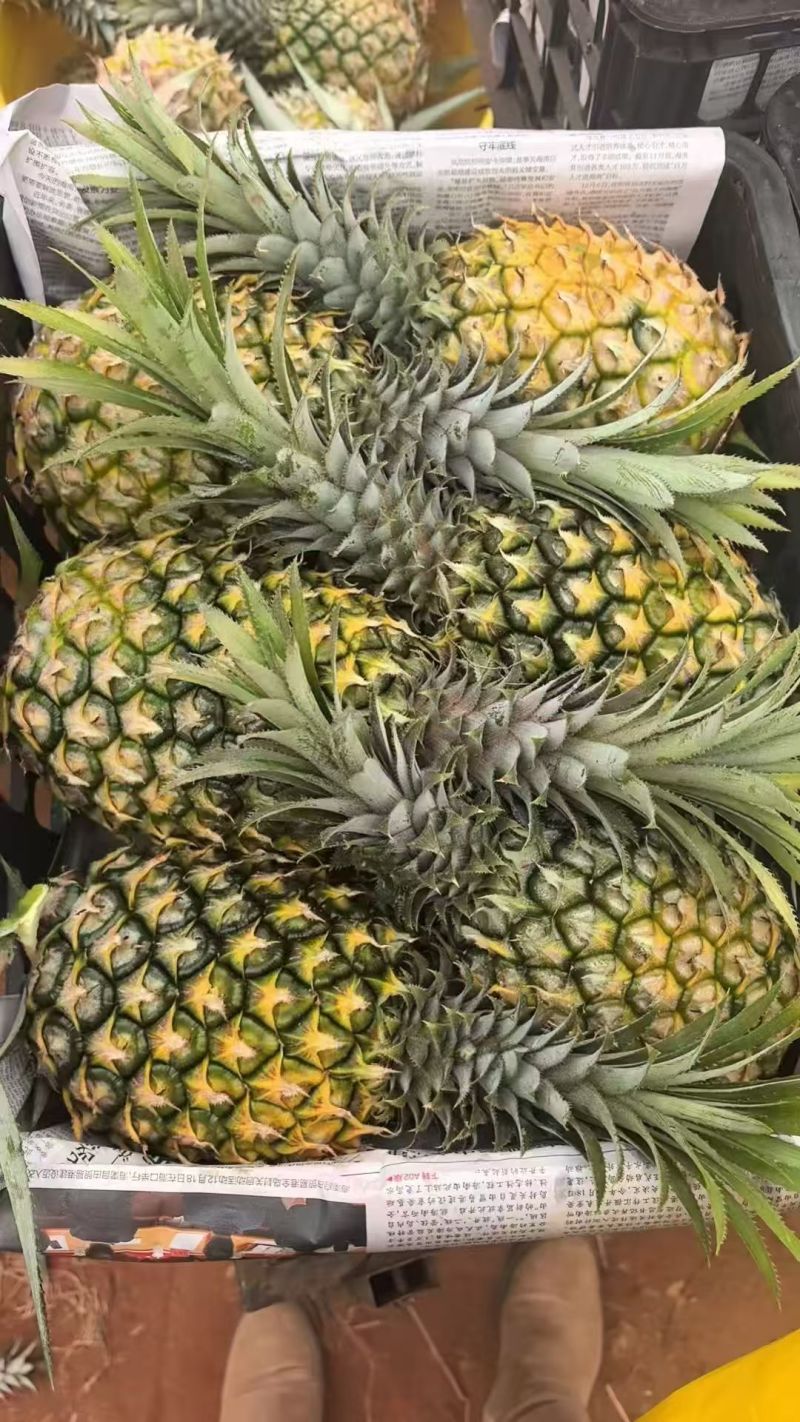 （菠萝凤梨）徐闻产地，对接电商，全网一件代