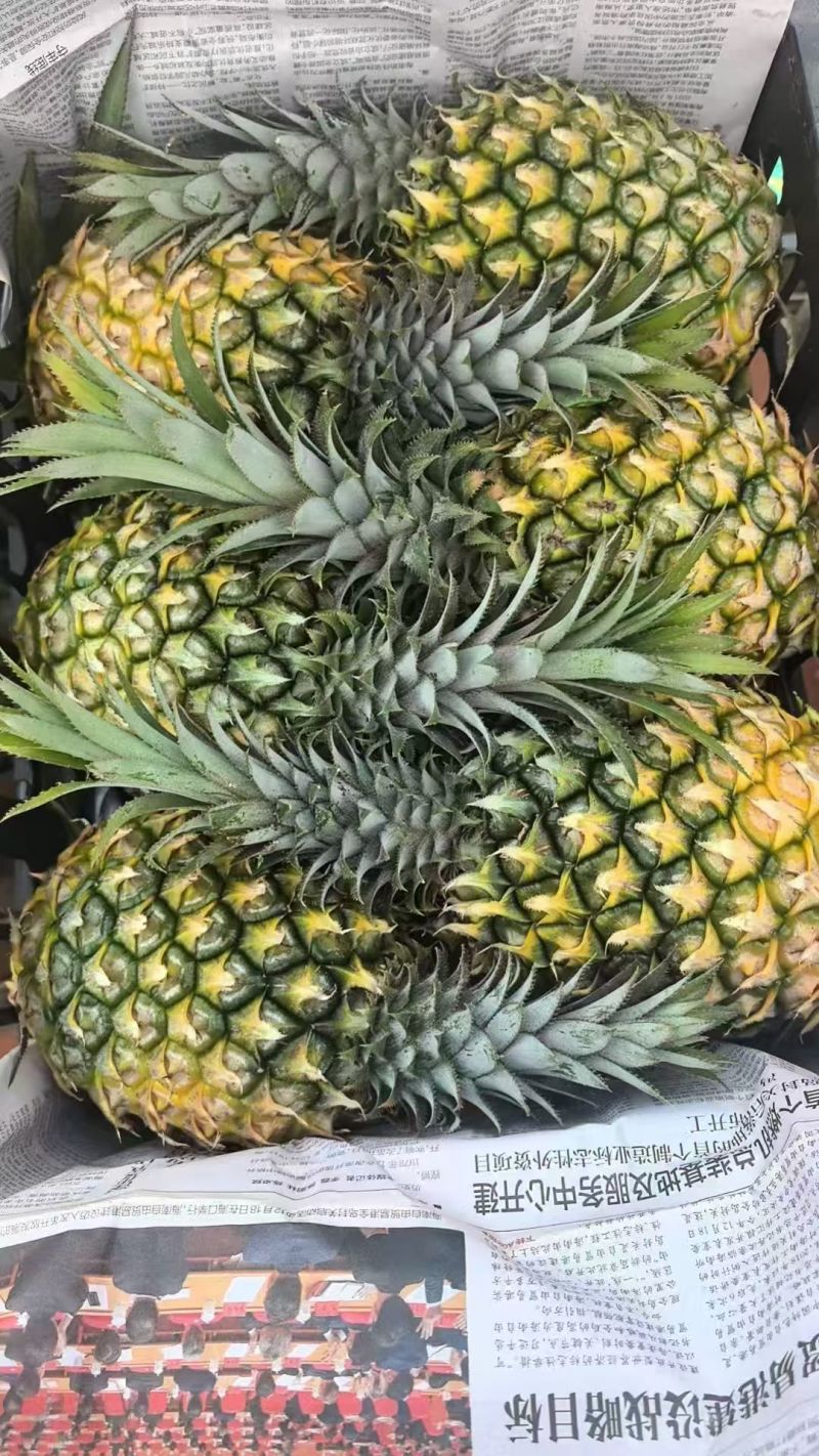 （菠萝凤梨）徐闻产地，对接电商，全网一件代