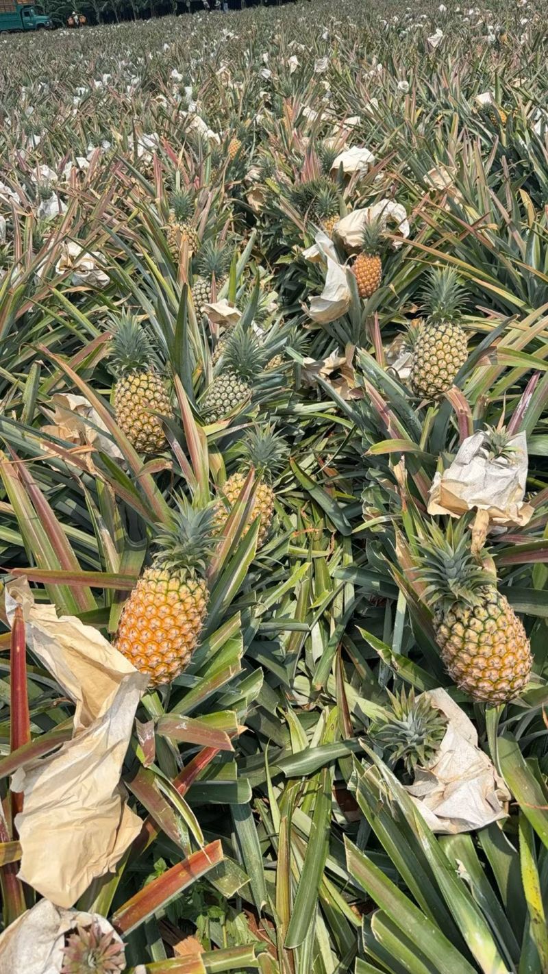 （菠萝凤梨）徐闻产地，对接电商，全网一件代