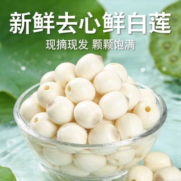 新鲜白莲子，新鲜水果莲蓬基地直供，全国各地可发货超市档口
