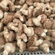 鲜香菇，光面菇产地直发大量有货欢迎各位老板咨询采购
