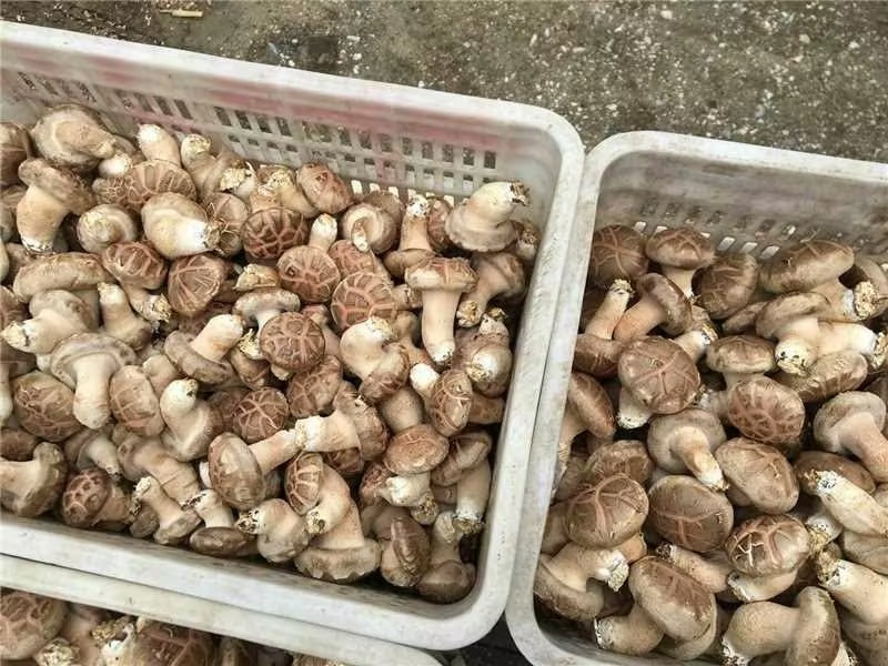 鲜香菇，光面菇产地直发大量有货欢迎各位老板咨询采购