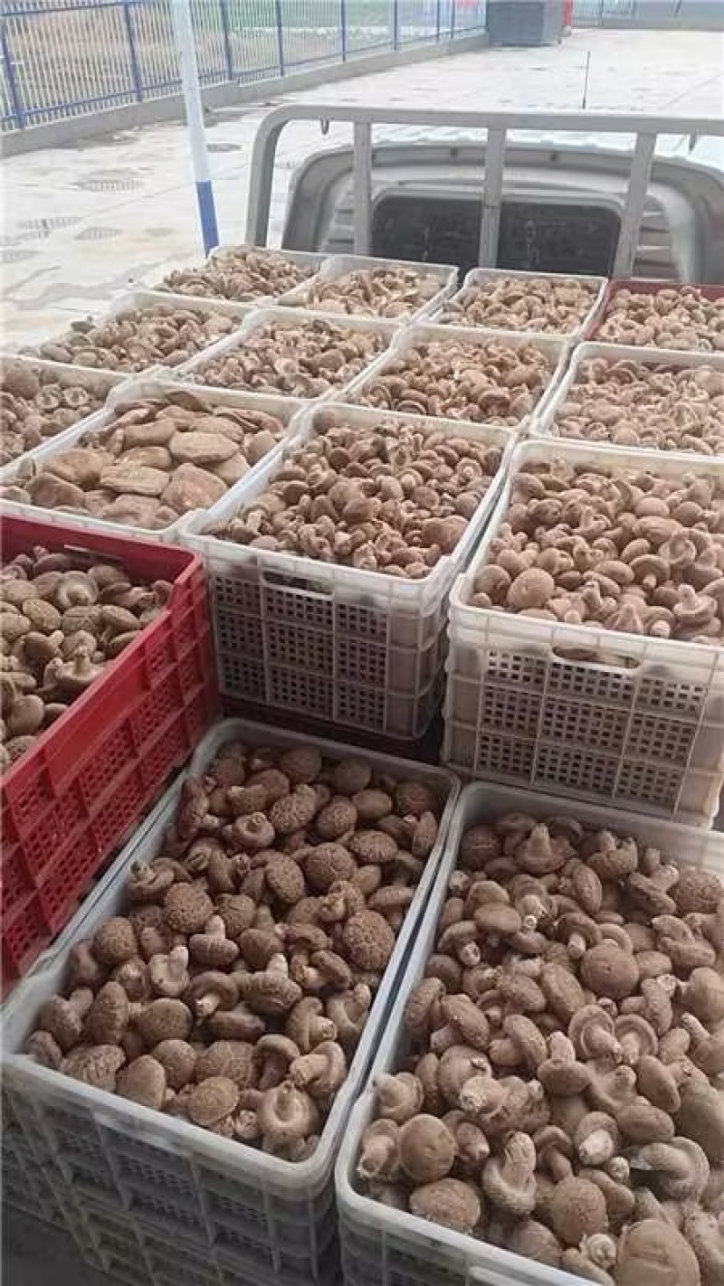 鲜香菇，光面菇产地直发大量有货欢迎各位老板咨询采购