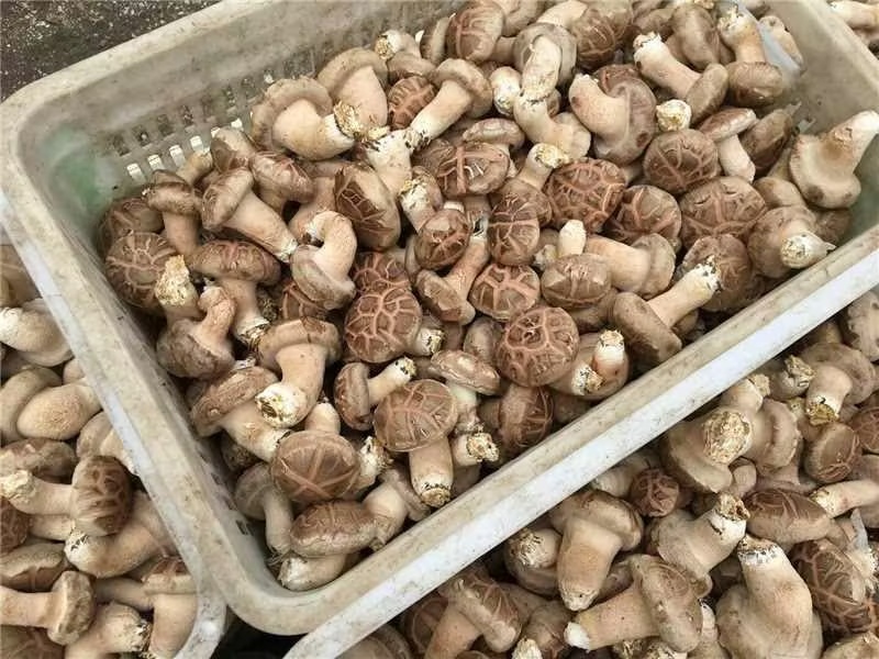 鲜香菇，光面菇产地直发大量有货欢迎各位老板咨询采购