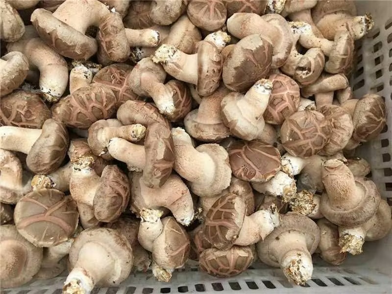 鲜香菇，光面菇产地直发大量有货欢迎各位老板咨询采购