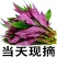 紫背菜血皮菜观音菜颜色正四川基地0.8元特价