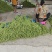 新苗上市，大量有货