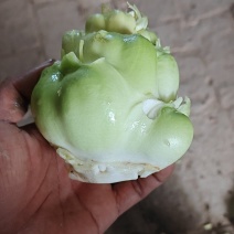 鲜榨菜头