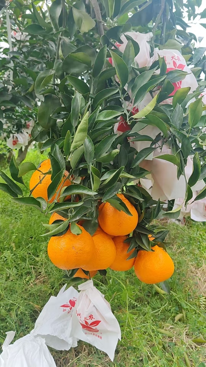 耙耙柑