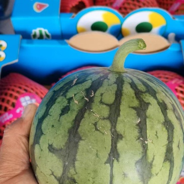 小糖丸西瓜产地直发量大价格可谈皮薄汁多可视频看货