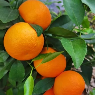 沃柑