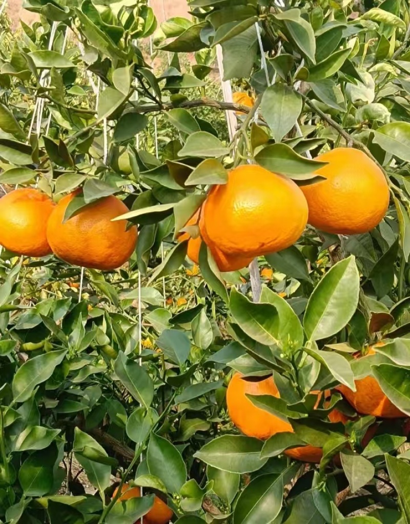 沃柑