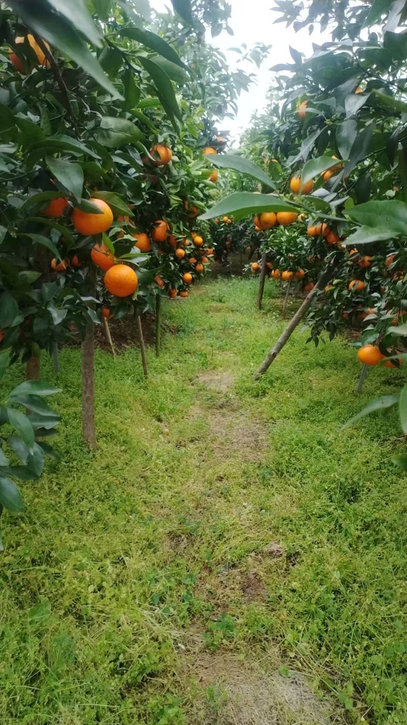 沃柑