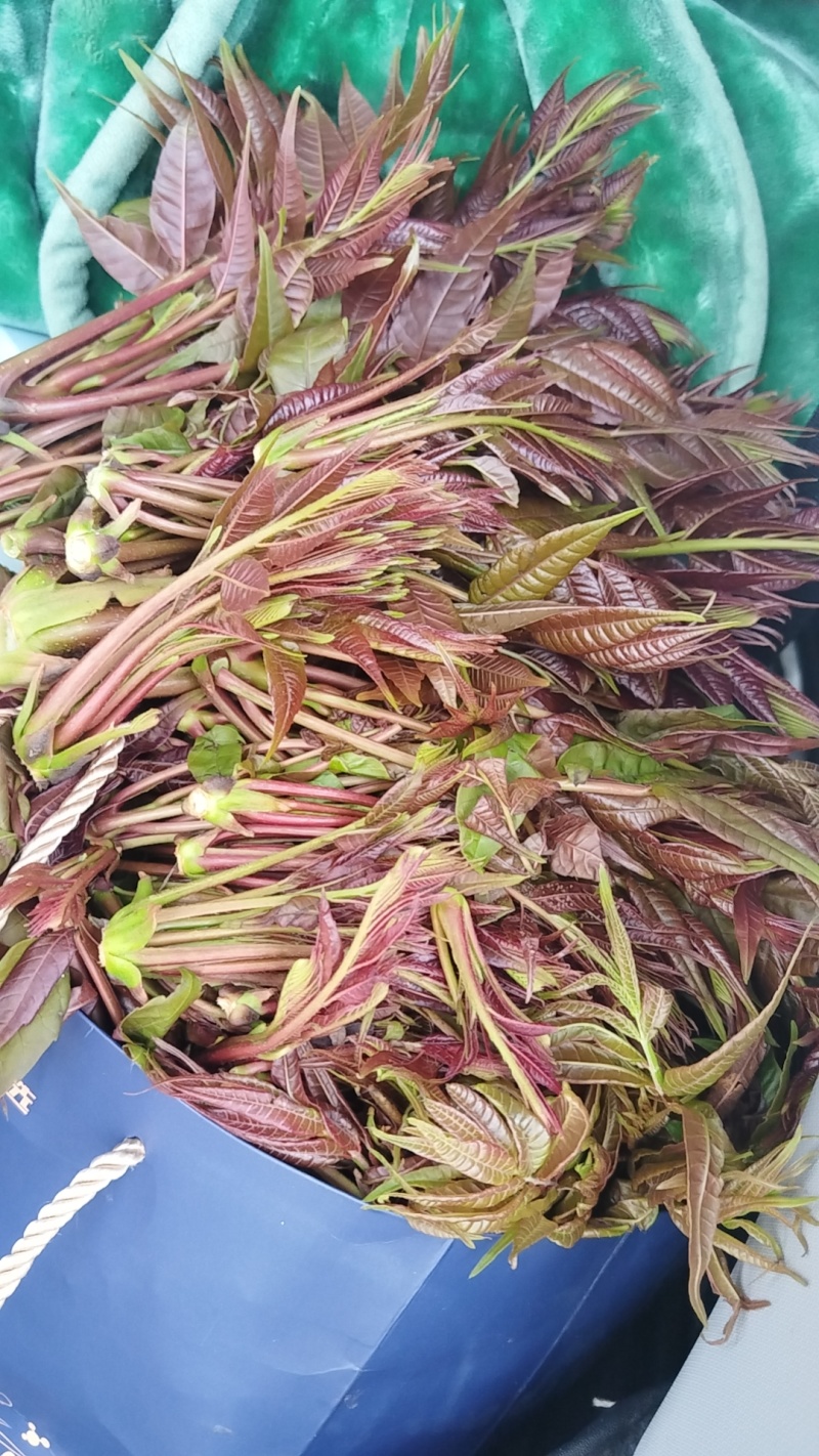 贵州香椿