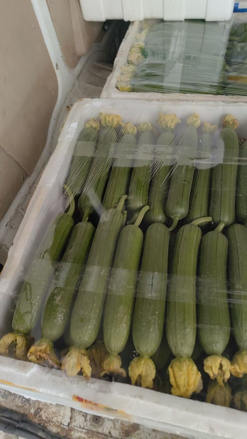 -肉丝瓜大量上市，肉厚鲜，‘品质稳定，长期供货
