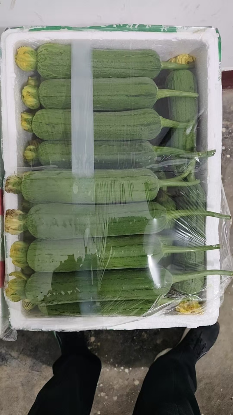 -肉丝瓜大量上市，肉厚鲜，‘品质稳定，长期供货