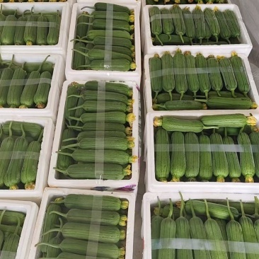 -肉丝瓜大量上市，肉厚鲜，‘品质稳定，长期供货