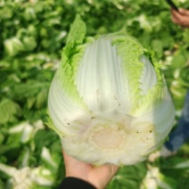 精品黄心大白菜