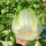 精品黄心大白菜
